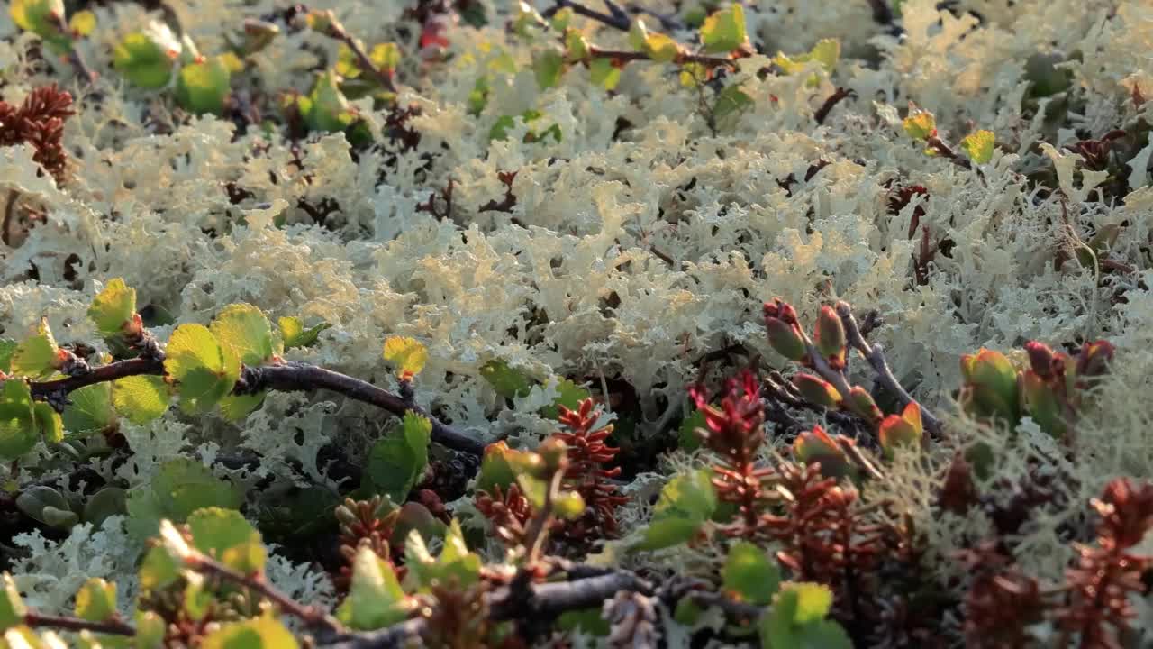 北极苔原地衣苔藓特写。它主要分布在北极苔原地区，高山苔原，非常耐寒。Cladonia rangiferina，也被称为驯鹿杯苔。视频素材