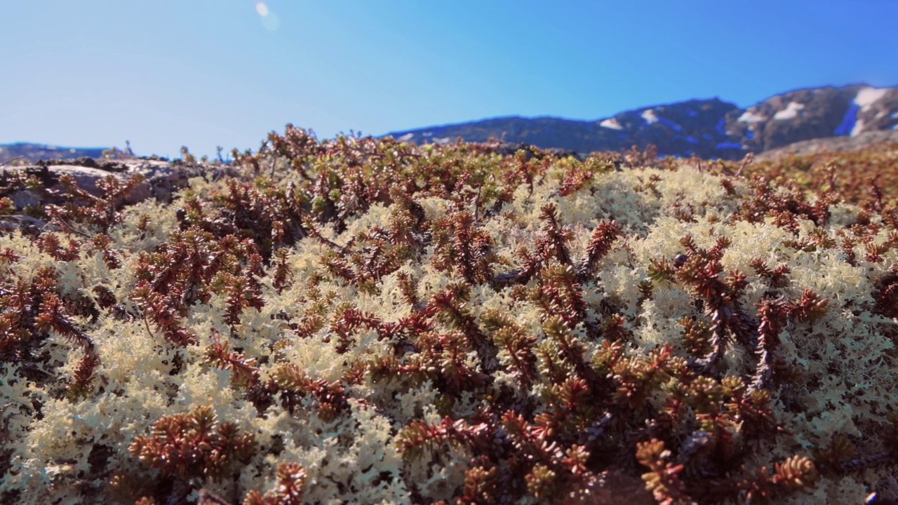 北极苔原地衣苔藓特写。它主要分布在北极苔原地区，高山苔原，非常耐寒。Cladonia rangiferina，也被称为驯鹿杯苔。视频素材