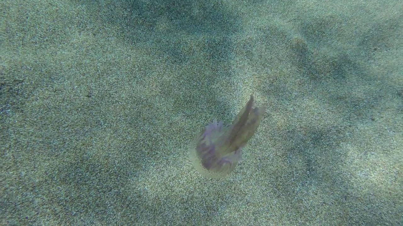 有毒的紫色条纹水母或淡紫色刺(夜光水母)在水柱中游泳。地中海。希腊。视频素材