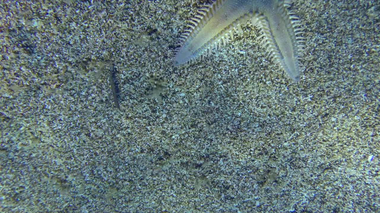 沙海星或细长海星(Astropecten spinulosus)沿着沙底爬行，然后离开框架。视频素材