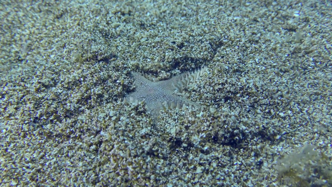 细长的海星或沙海星(Astropecten spinulosus)埋在浅水的沙底，特写，双倍速度。视频素材