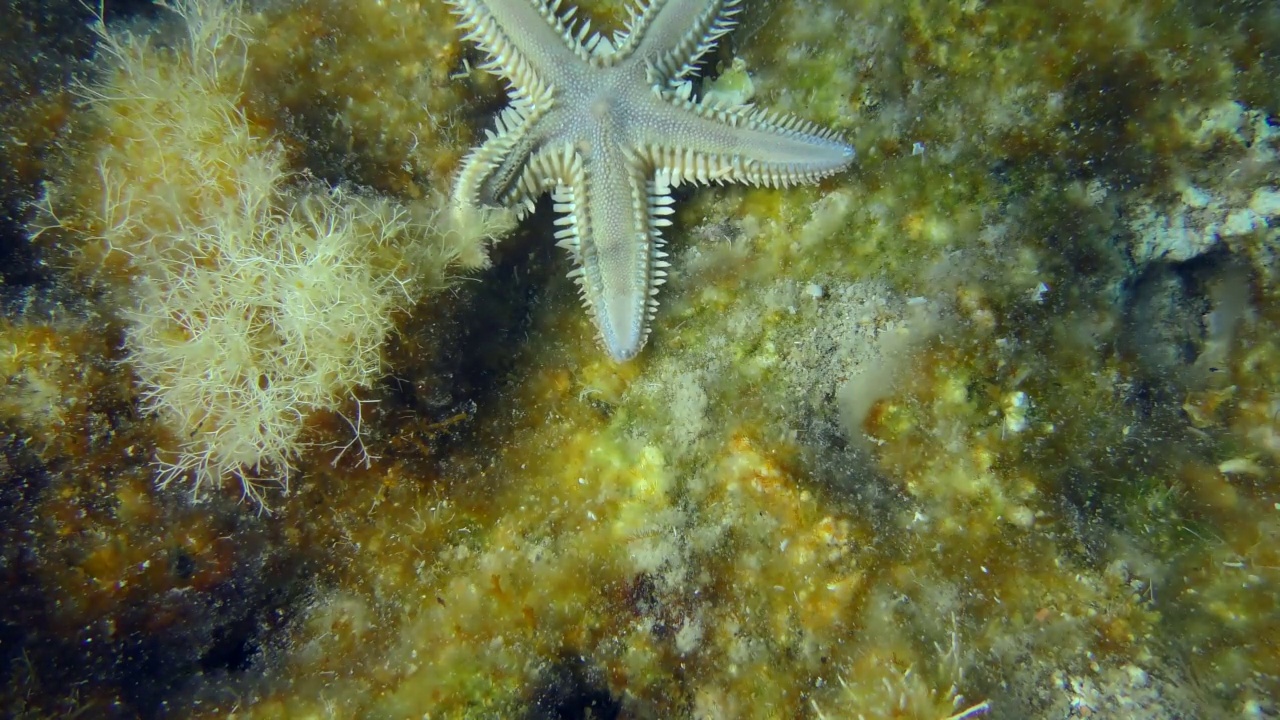 细长的海星或沙海星(星形棘海星)沿着底部爬行，长满了褐藻，俯视。地中海。视频素材