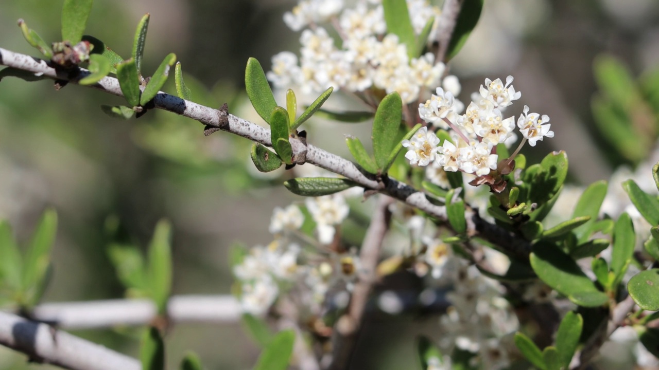 Ceanothus Cuneatus Bloom -圣莫尼卡山脉- 021722视频素材