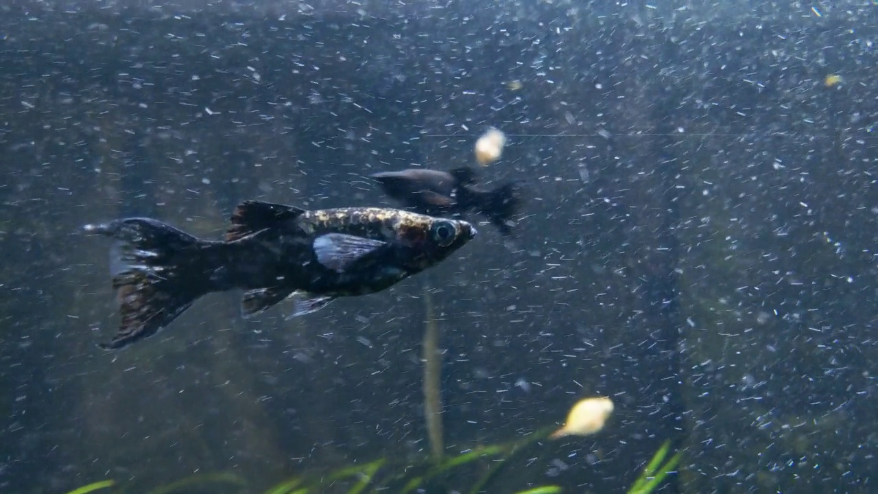 拍摄水族馆里游动的鱼。放松,休息。封闭式水族馆生态系统视频素材