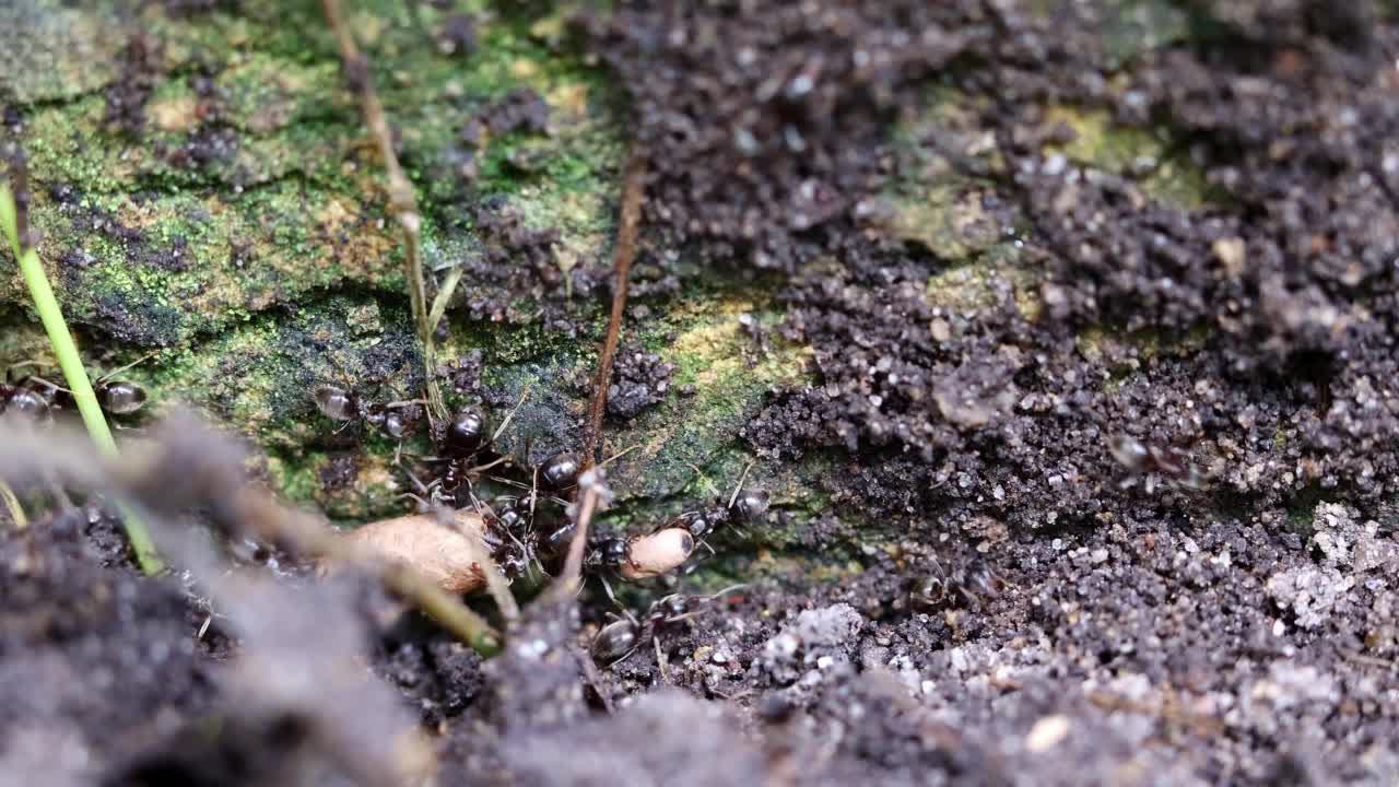 带着蛹的黑蚂蚁。视频下载