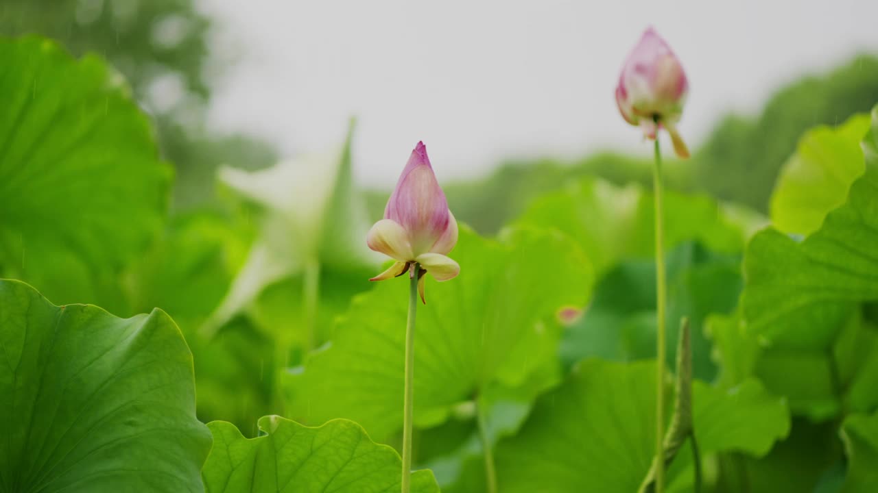 水滴在荷叶上视频素材