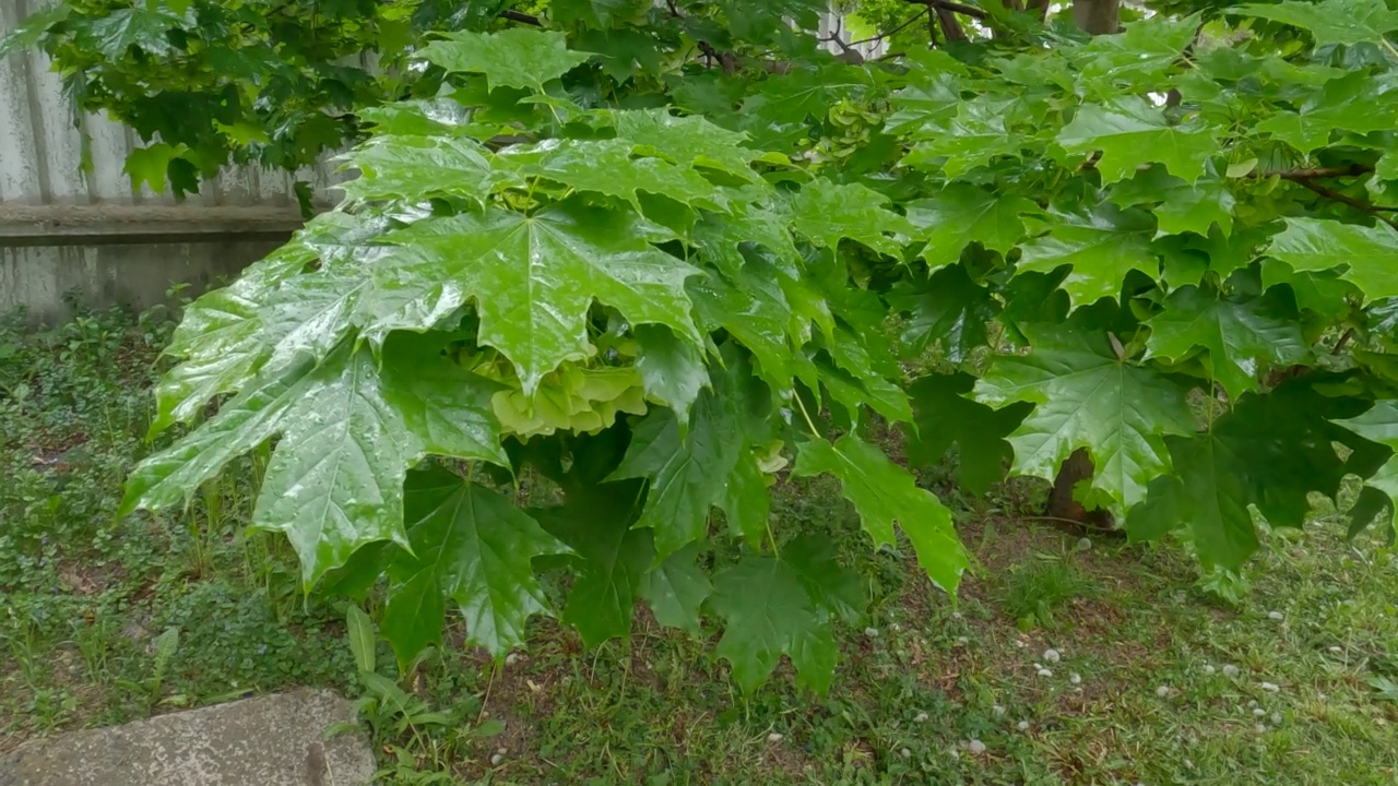 雨中有未成熟有翅种子的枫树枝视频素材