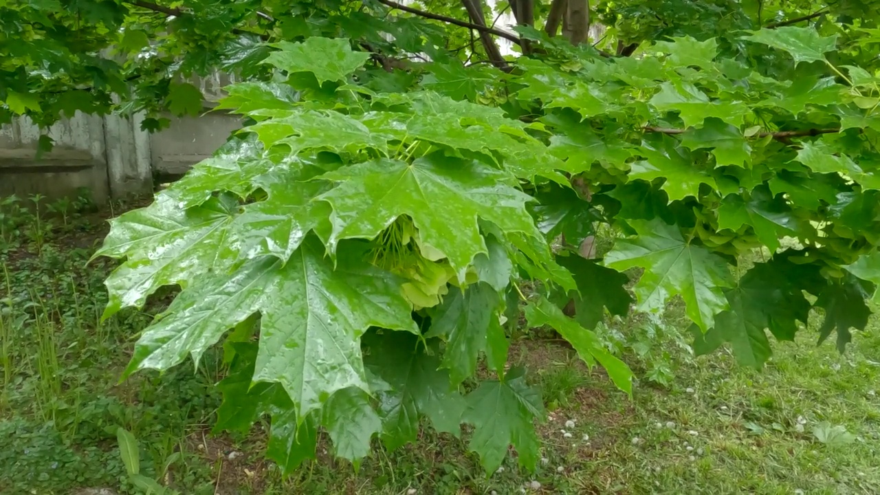 雨中有未成熟有翅种子的枫树枝视频素材