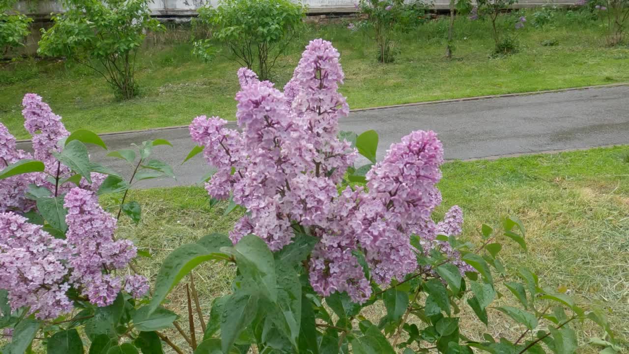 雨中的紫色丁香花丛视频素材