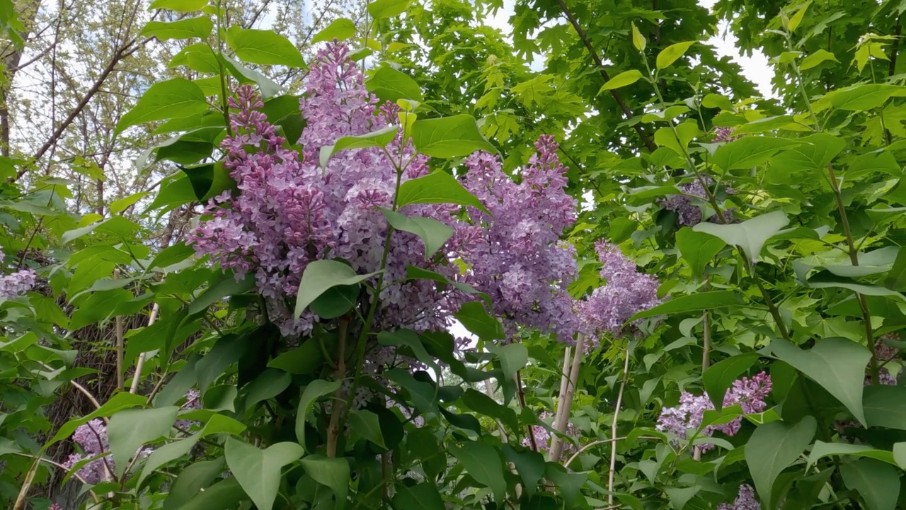 紫丁香花开花时的花序视频素材