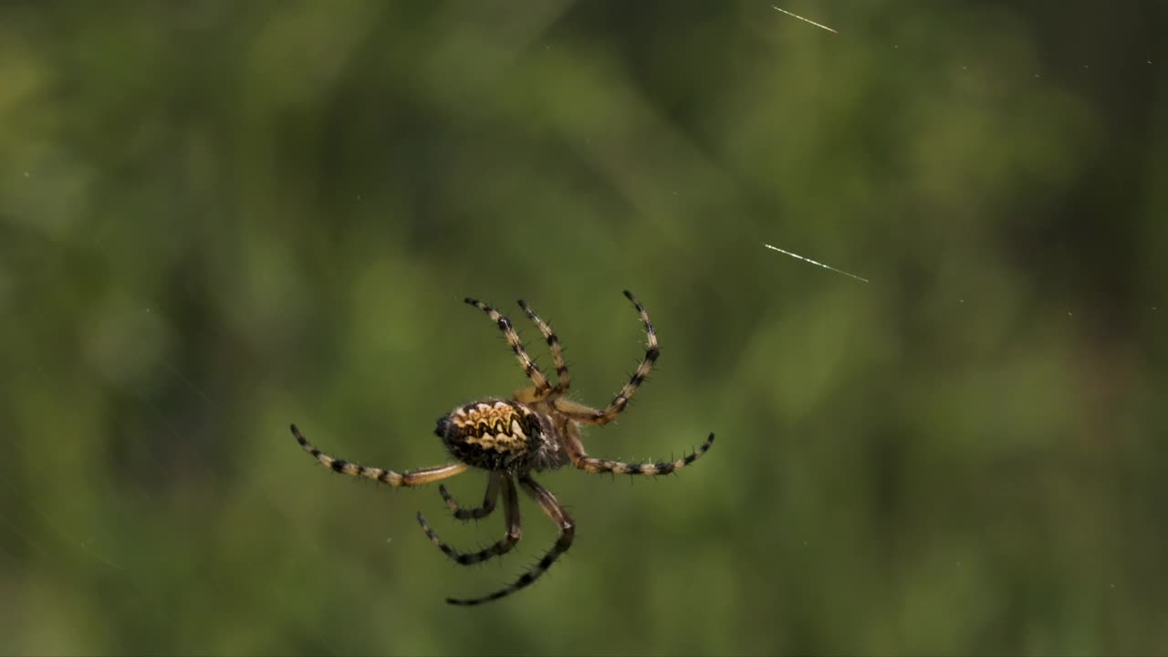 夏日自然景观，蛛网中央有一只蜘蛛。有创造力。蜘蛛在一个模糊的绿色背景上的特写。视频素材