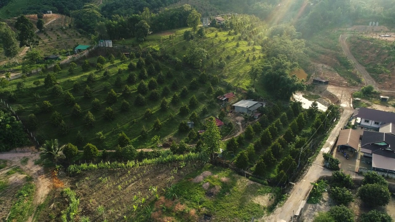 在乡村附近种植榴莲的鸟瞰图视频素材