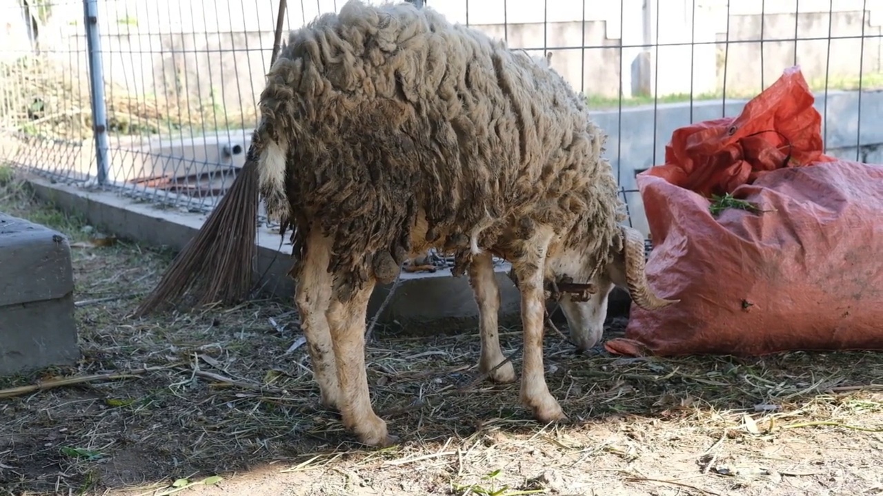 古尔邦节羊(kambing qurban)视频素材