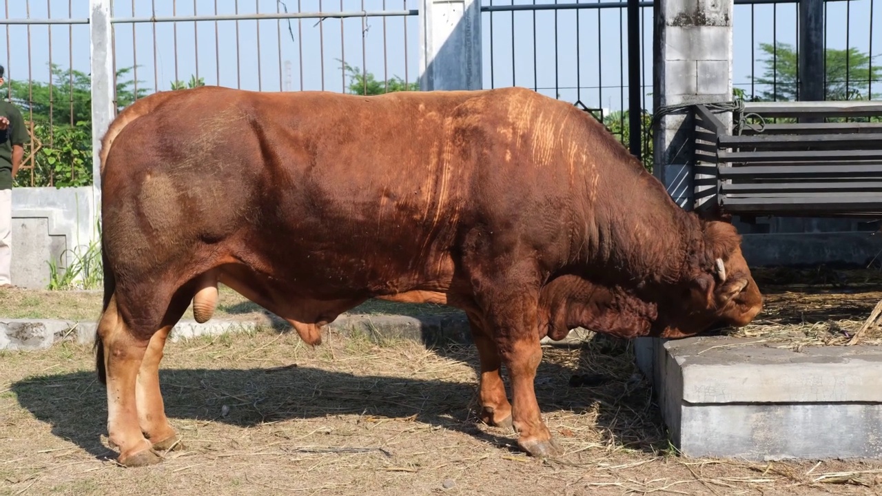 古尔邦节的棕色奶牛(sapi qurban)视频素材