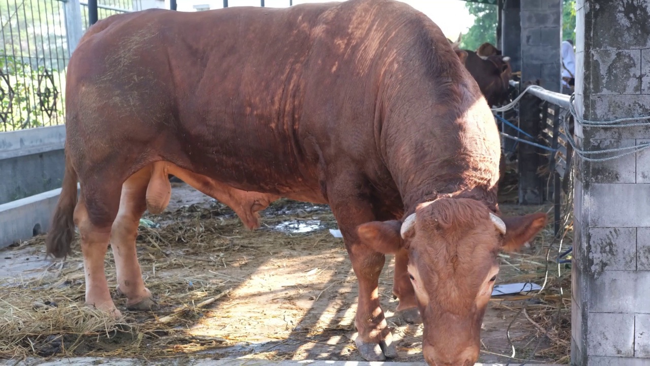 古尔邦节的棕色奶牛(sapi qurban)视频素材