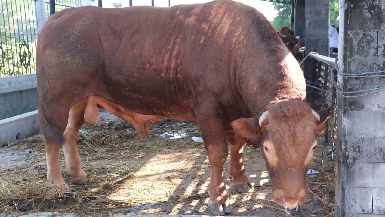 古尔邦节的棕色奶牛(sapi qurban)视频下载