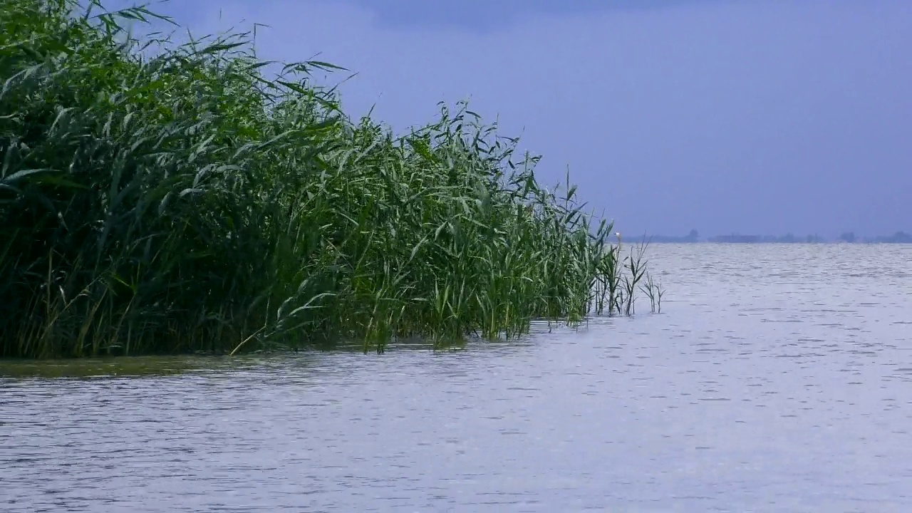 多瑙河三角洲:黑海沿岸常见的芦苇植物。视频素材