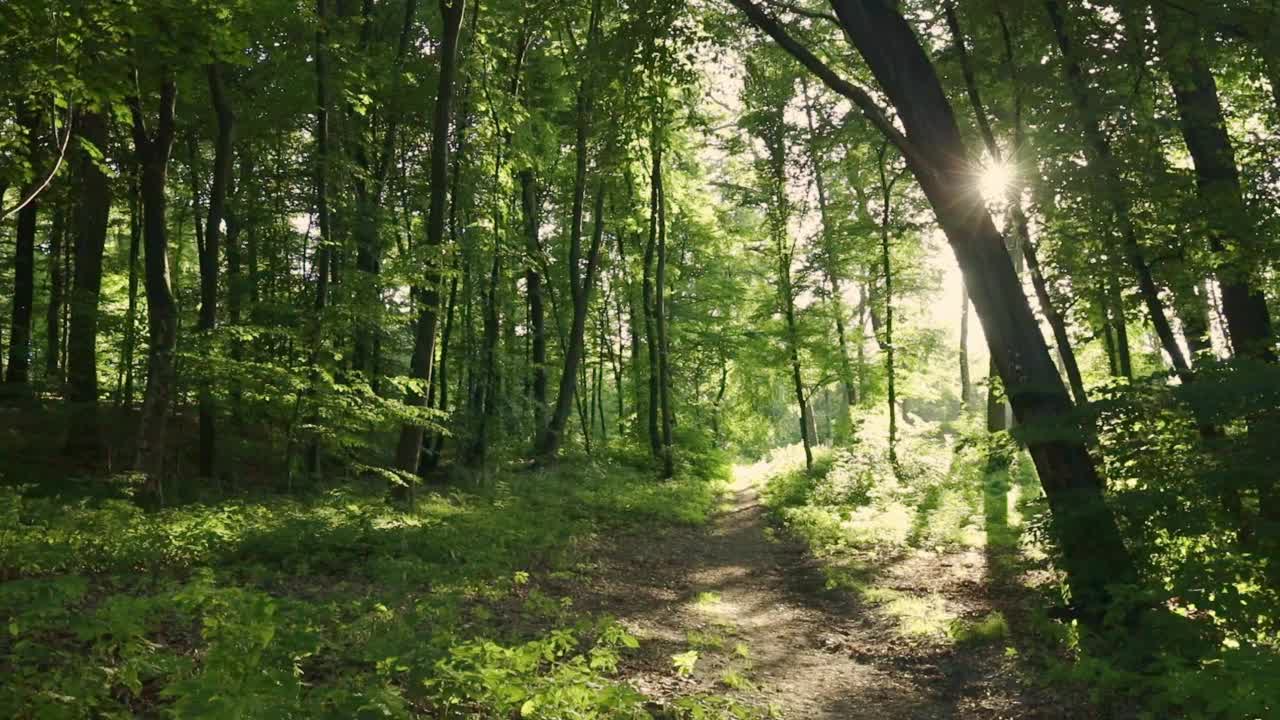 美丽的日出太阳在阳光明媚的春天森林。在森林景观中，阳光穿过树林。视频素材