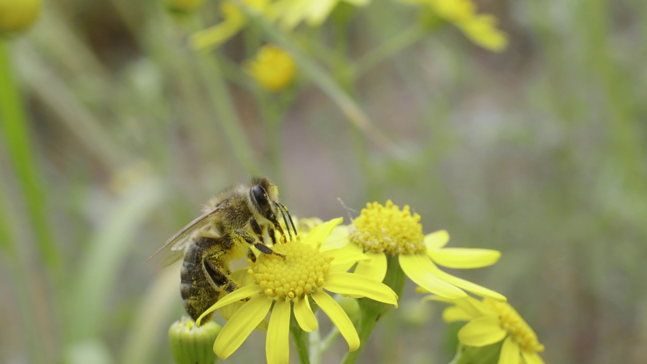 蜜蜂在花上采集花蜜视频下载