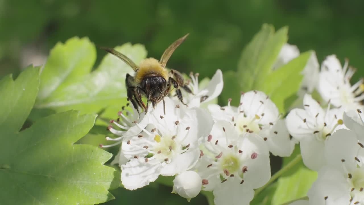 蜜蜂在山楂花上视频下载