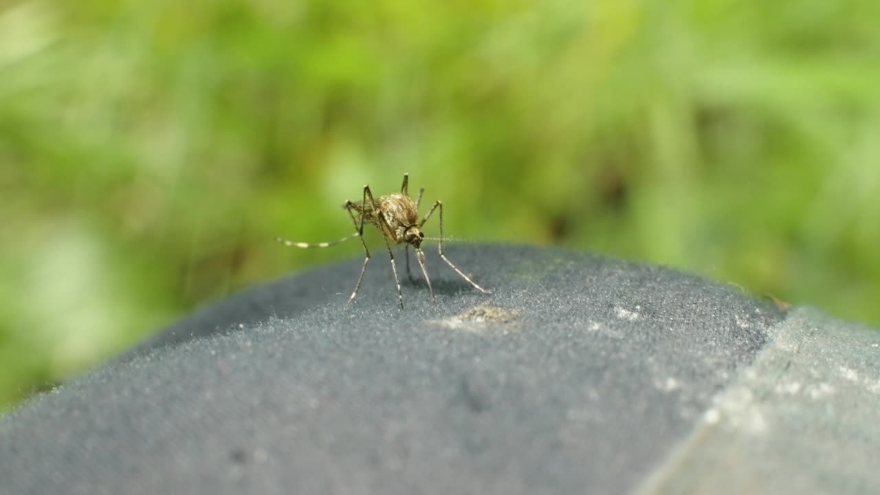 蚊子在衣服视频下载