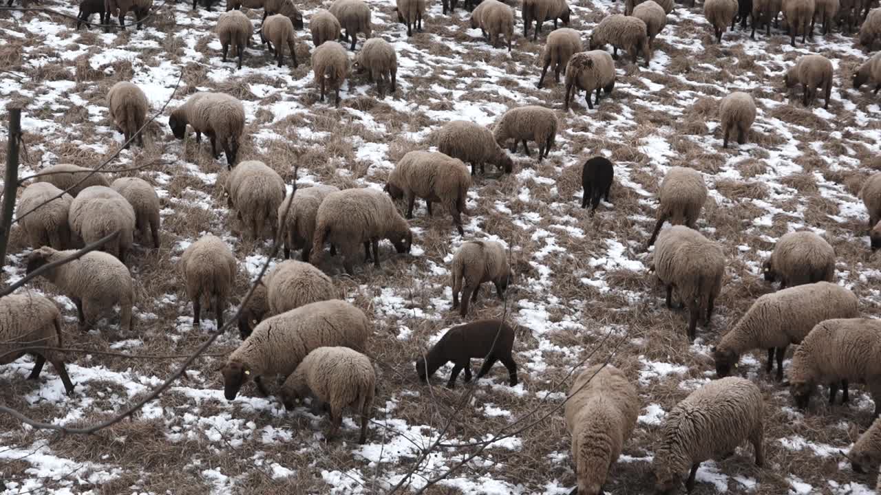 羊群在雪地上高高地吃草视频素材