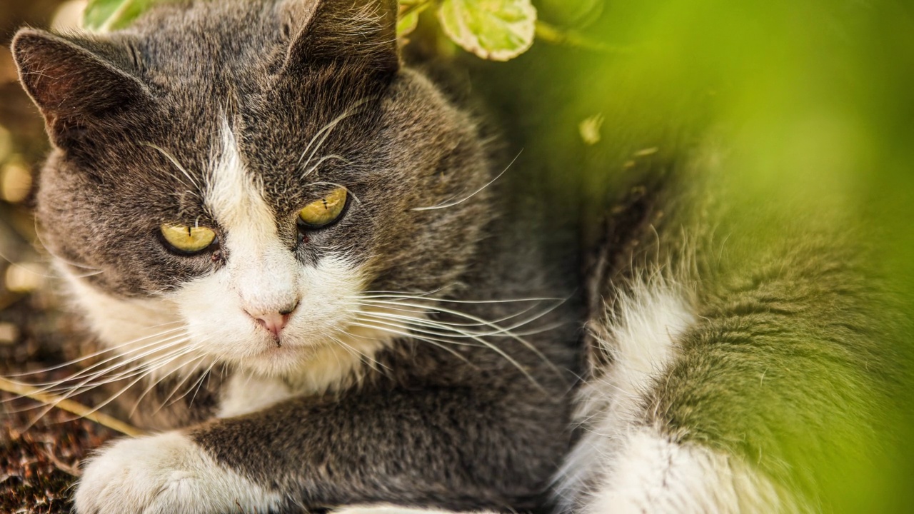 可爱的家猫户外画像视频素材