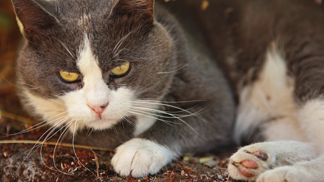 可爱的家猫户外画像视频素材