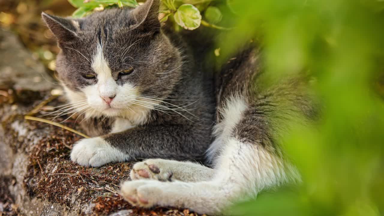 可爱的家猫户外画像视频素材