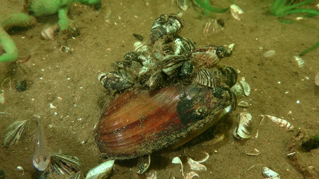 引种:斑马贻贝(Dreissena polymorpha)。视频素材