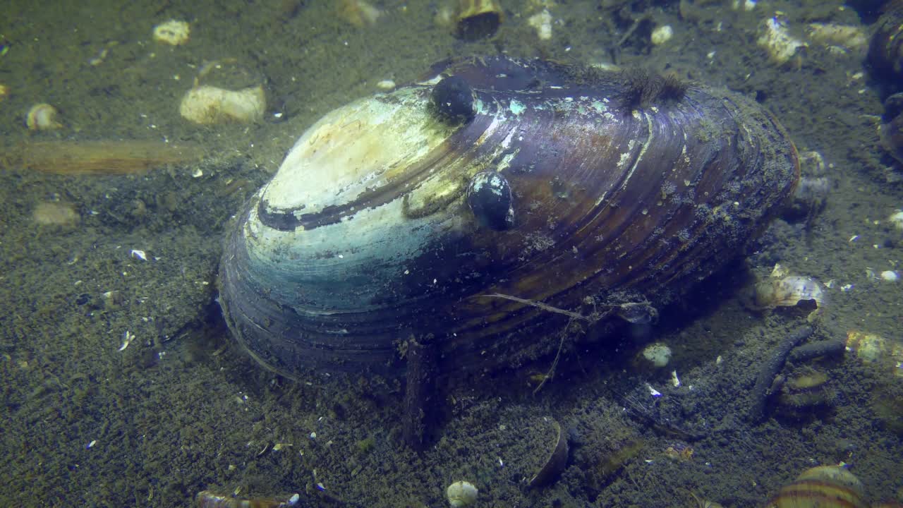 淡水双壳天鹅贻贝(Anodonta)。视频素材