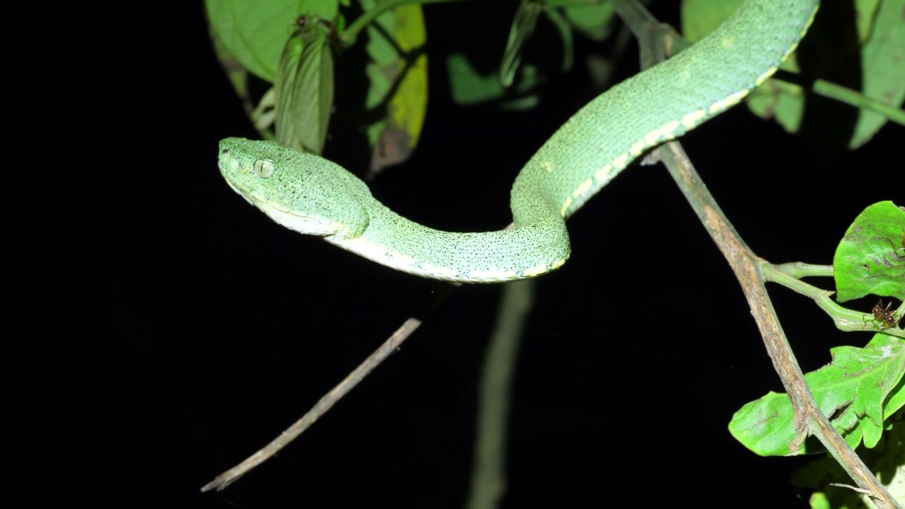 双条纹森林角蝰(Bothriopsis bilineata)视频素材