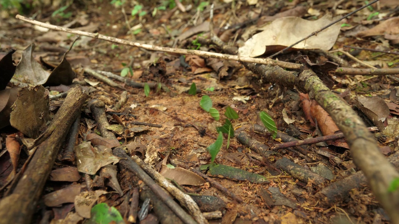 切叶蚁(雅塔属)视频素材