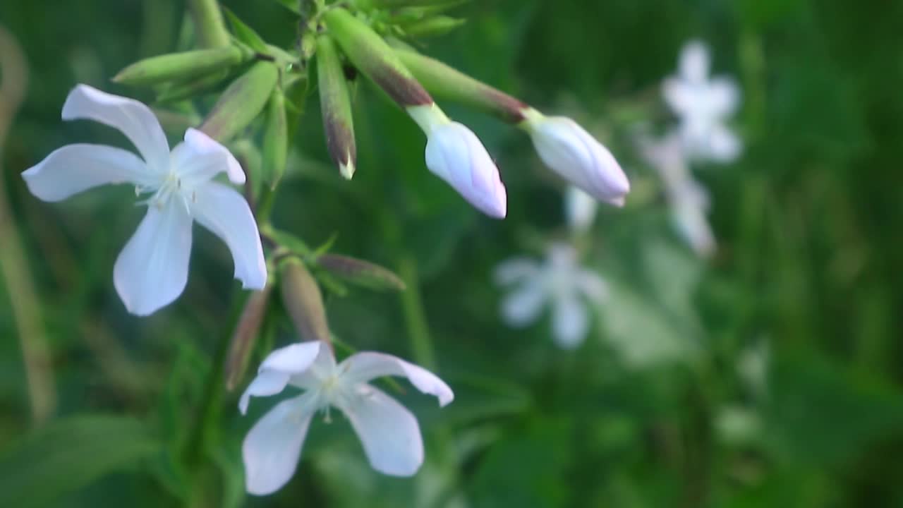 白色草地美丽的花朵七月特写拍摄视频素材