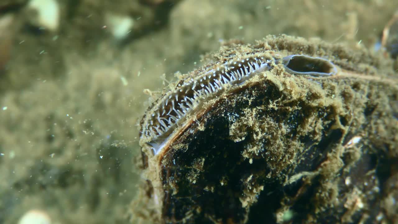 淡水双壳天鹅贻贝(Anodonta)。视频素材