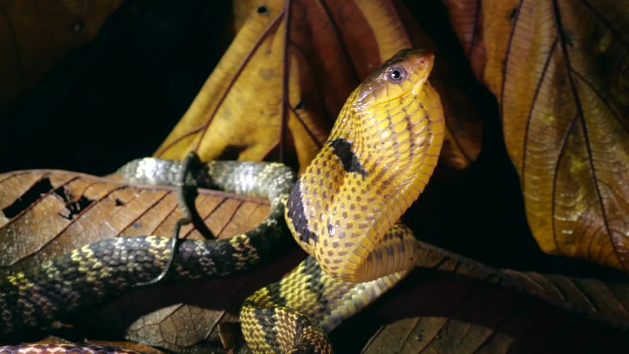黄腹喷蛇(Spilotes sulureus)。视频下载