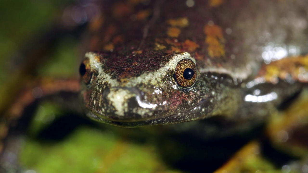 巴斯勒哼唱蛙(Chiasmocleis bassleri)视频素材