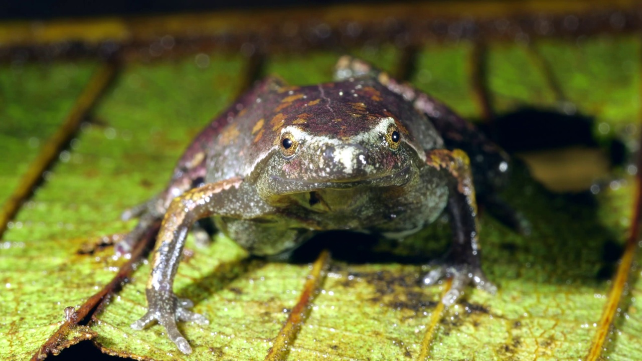 巴斯勒哼唱蛙(Chiasmocleis bassleri)视频素材