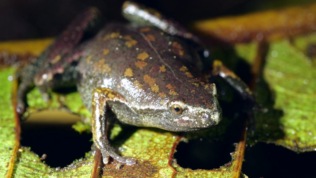 巴斯勒哼唱蛙(Chiasmocleis bassleri)视频素材