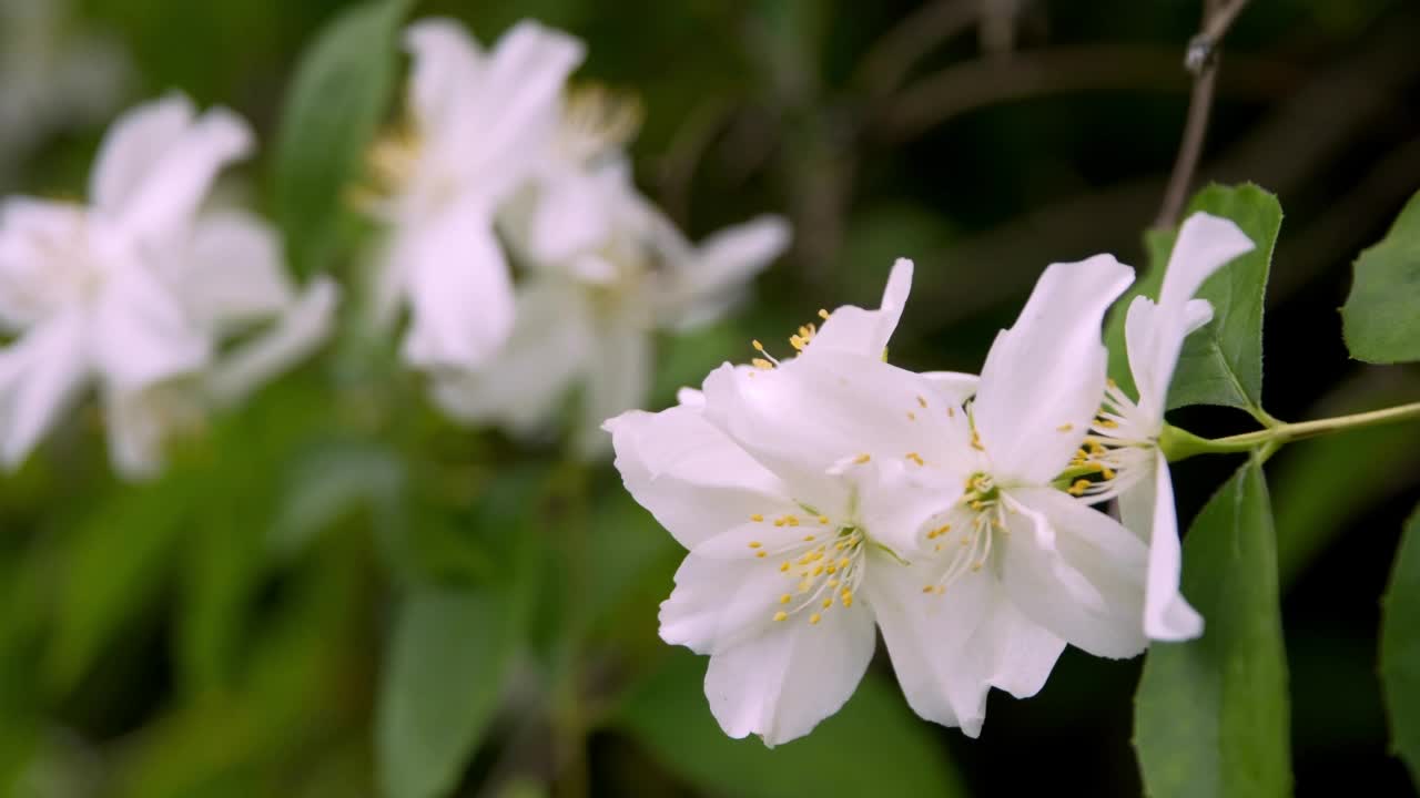 美丽的白花在风中摇曳视频素材