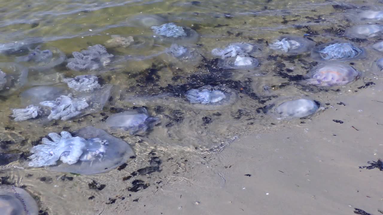 海浪中死去的桶形水母。视频素材