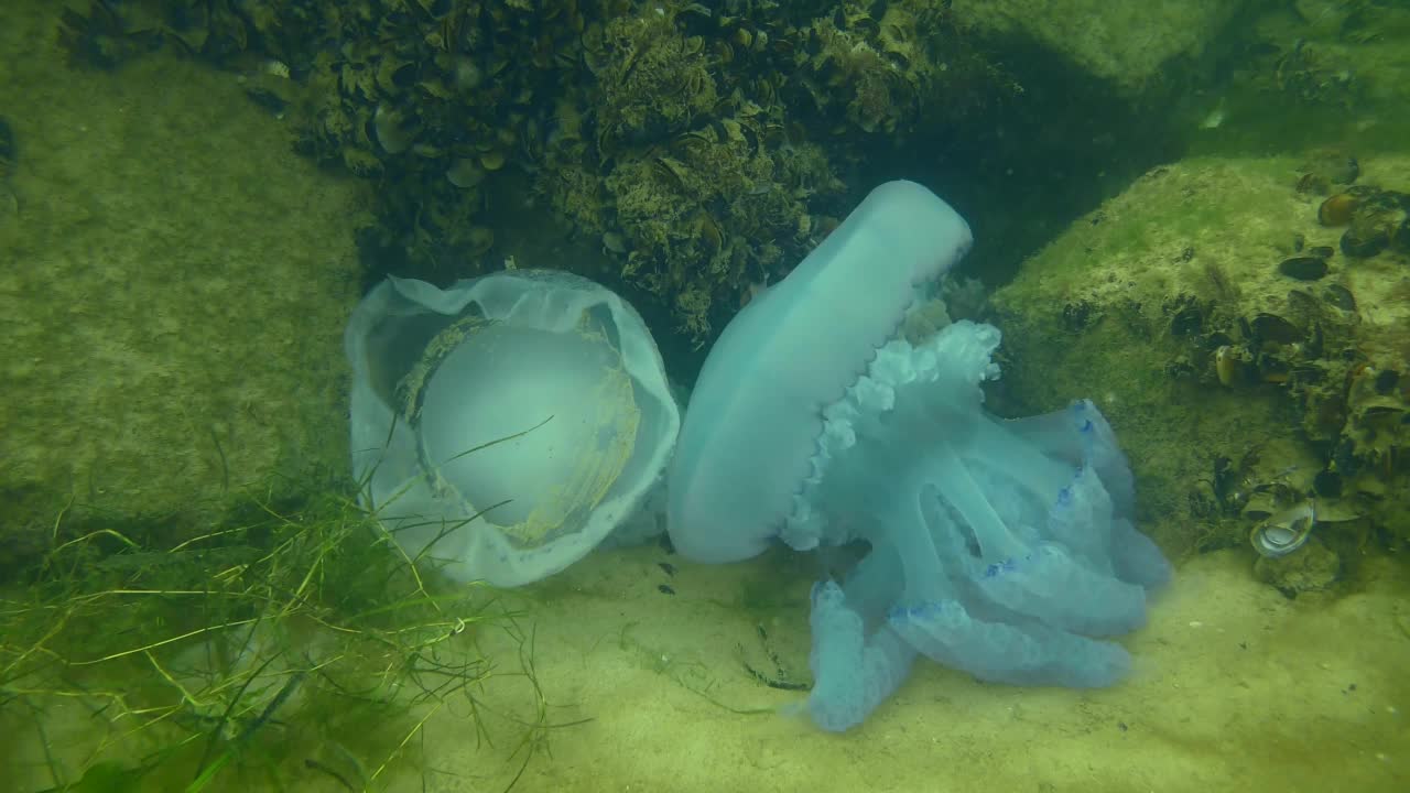 海底垂死的桶形水母。视频素材