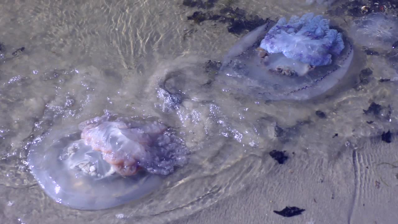 海浪中的水母桶。视频素材