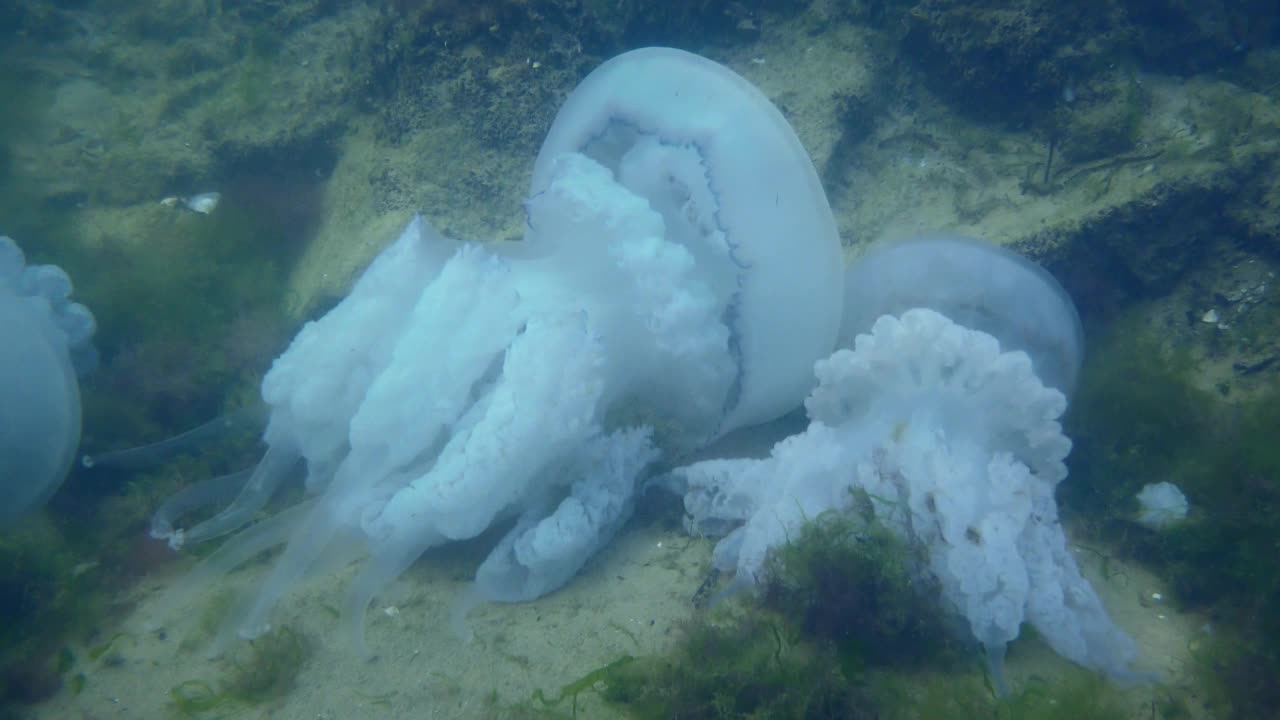 海底垂死的桶形水母。视频素材