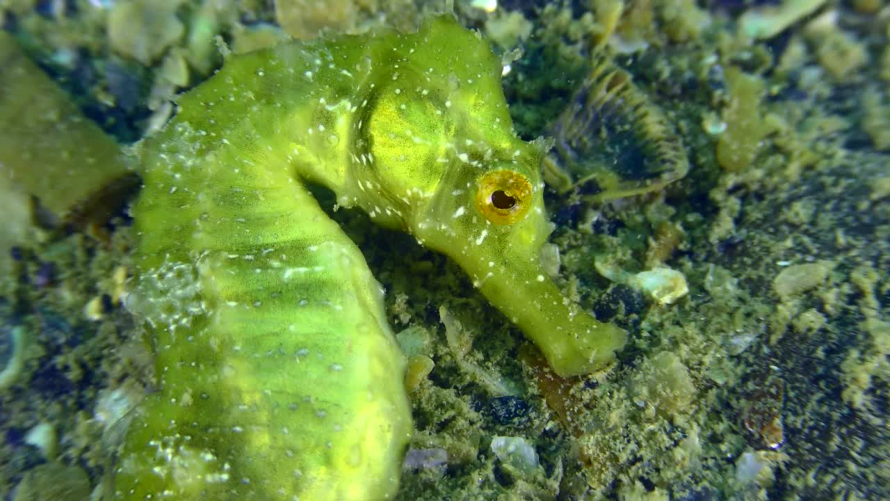 以海底为背景的绿色海马。视频素材