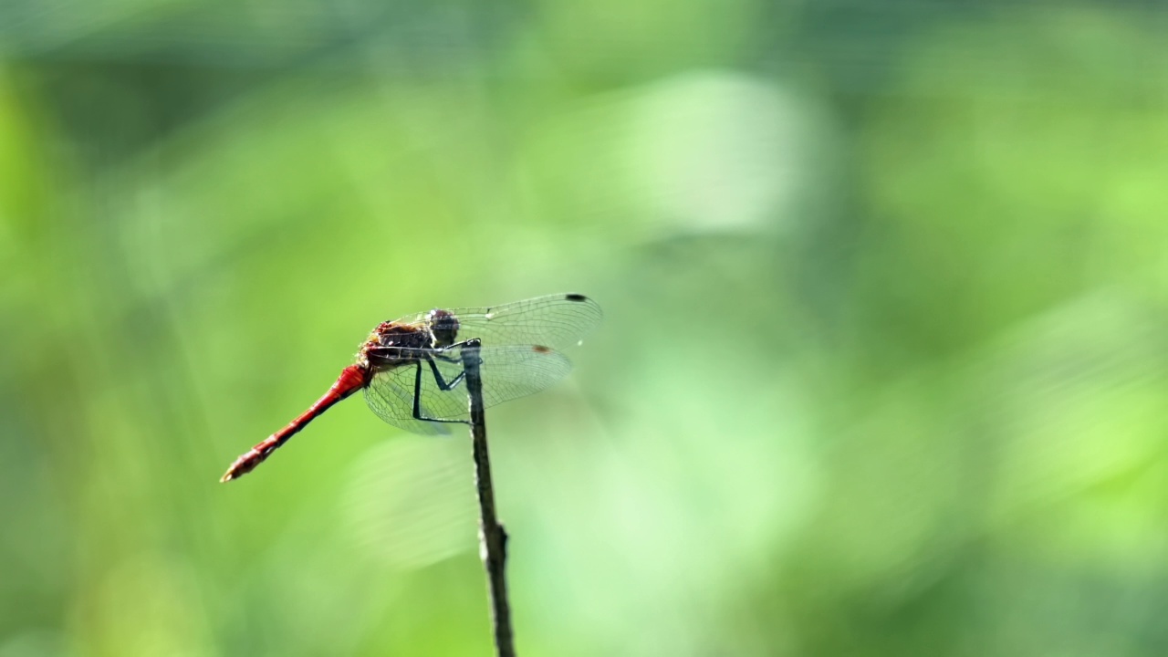 红色的镖鲈(Sympetrum sanguineum)栖息在一根小树枝上，观察着周围的环境。视频素材