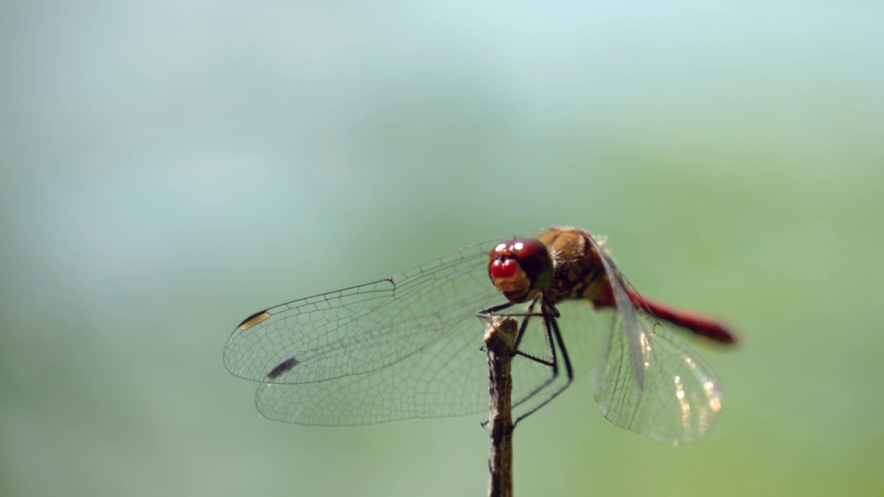 红色的镖鲈(Sympetrum sanguineum)栖息在一根小树枝上，观察着周围的环境。视频素材