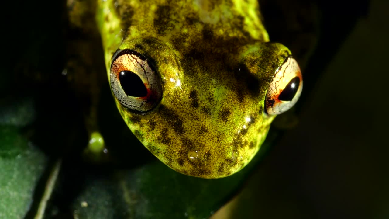 长吻树蛙(Scinax cruentommus)视频素材