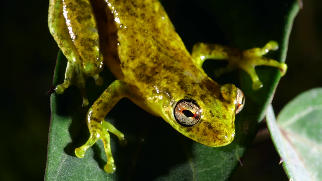 长吻树蛙(Scinax cruentommus)视频素材