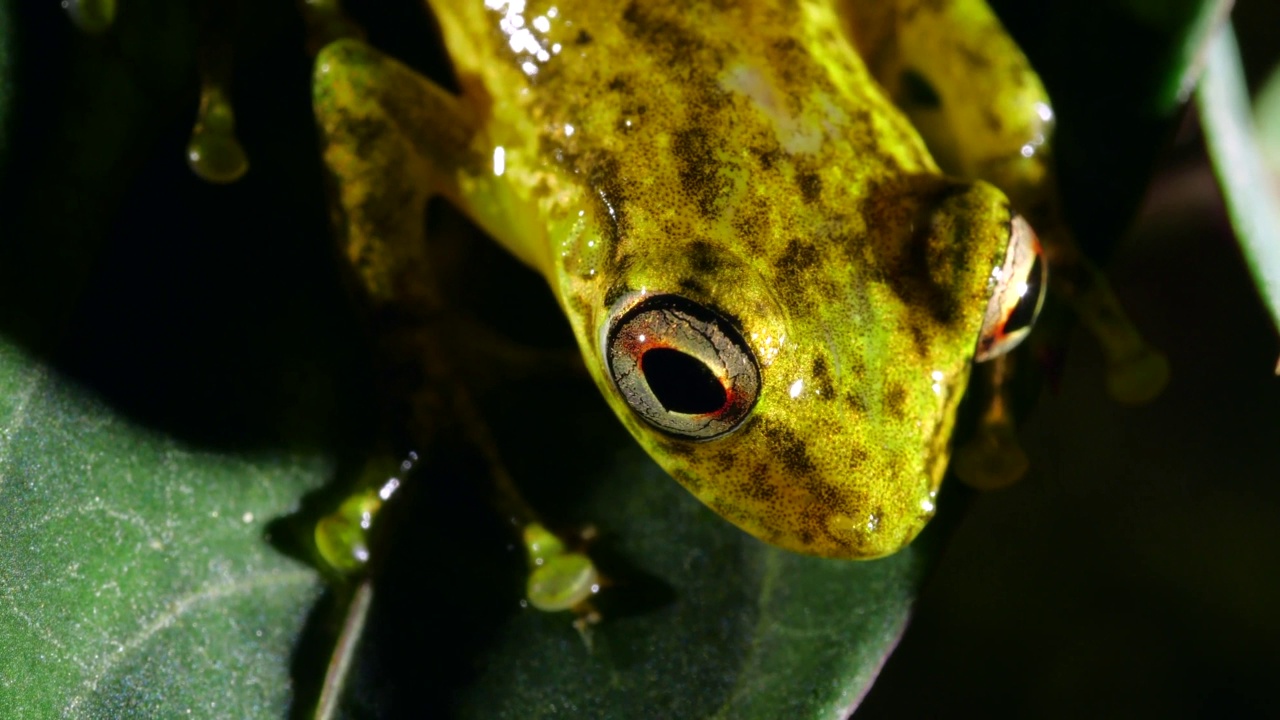 长吻树蛙(Scinax cruentommus)视频素材